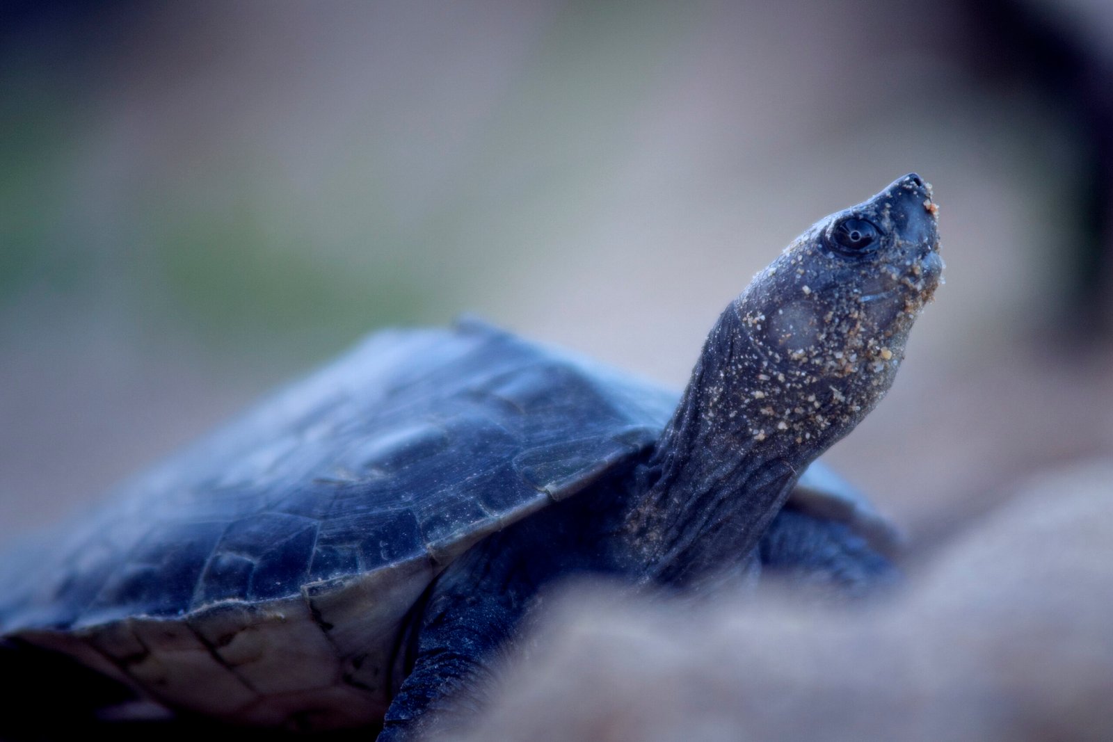 River Terrapins