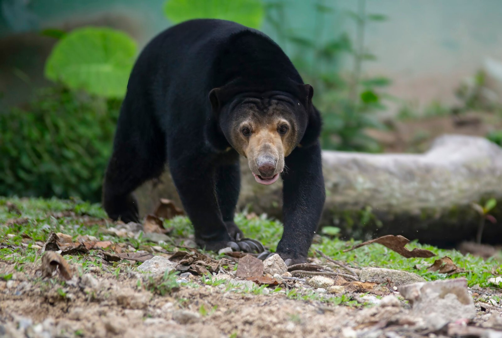 Malayan Sun Bear